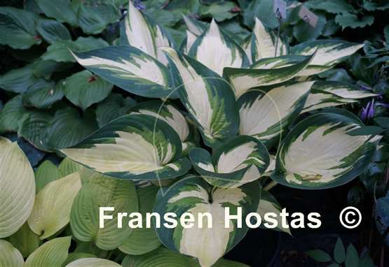 Hosta Hotspur